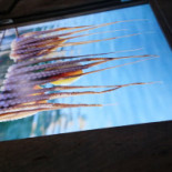 Popas Rustic Diana Boisson