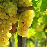 Agrementul Nourriture