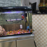 Gateste Online À l'intérieur