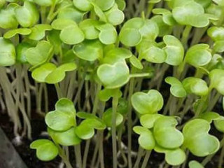 Chef's Microplants