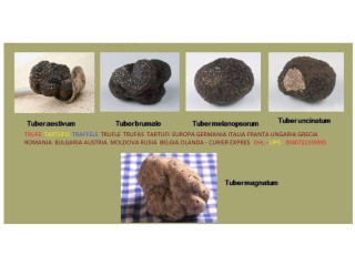 Tartufi Trufe Traffel Tartufo Vendo Romania 004-0721339995