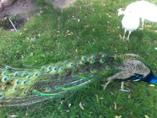 Păunița