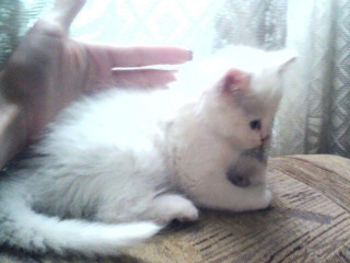 Mia Kat Cafeé