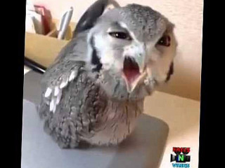 The Drunken Owl