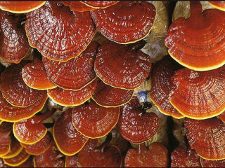 Neata, O Cafea Cu Ganoderma?