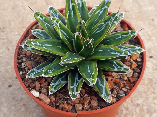 Succulent Garden