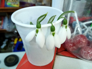 Red House (new Zoo Prod